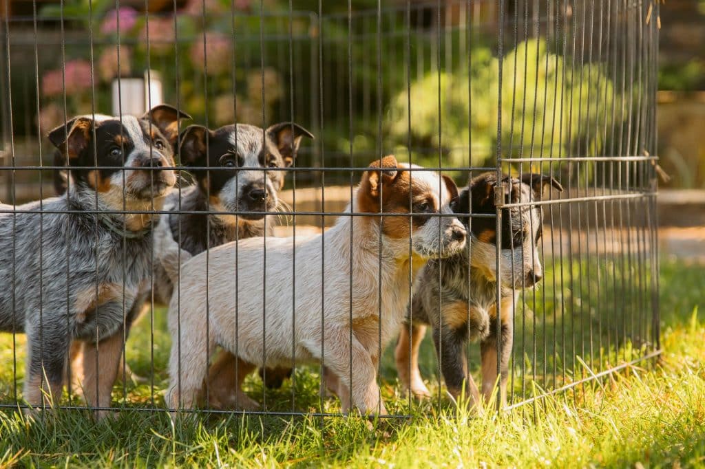 A group of dogs are standing in a fenced area.