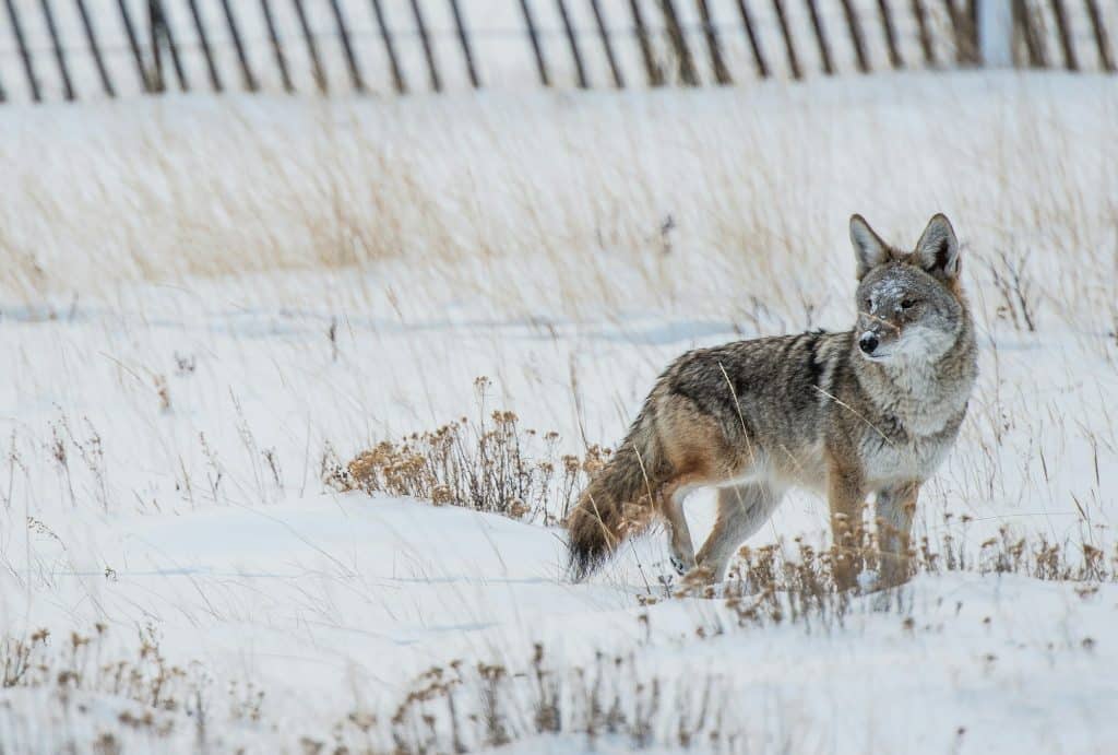 Caza de coyotes en invierno